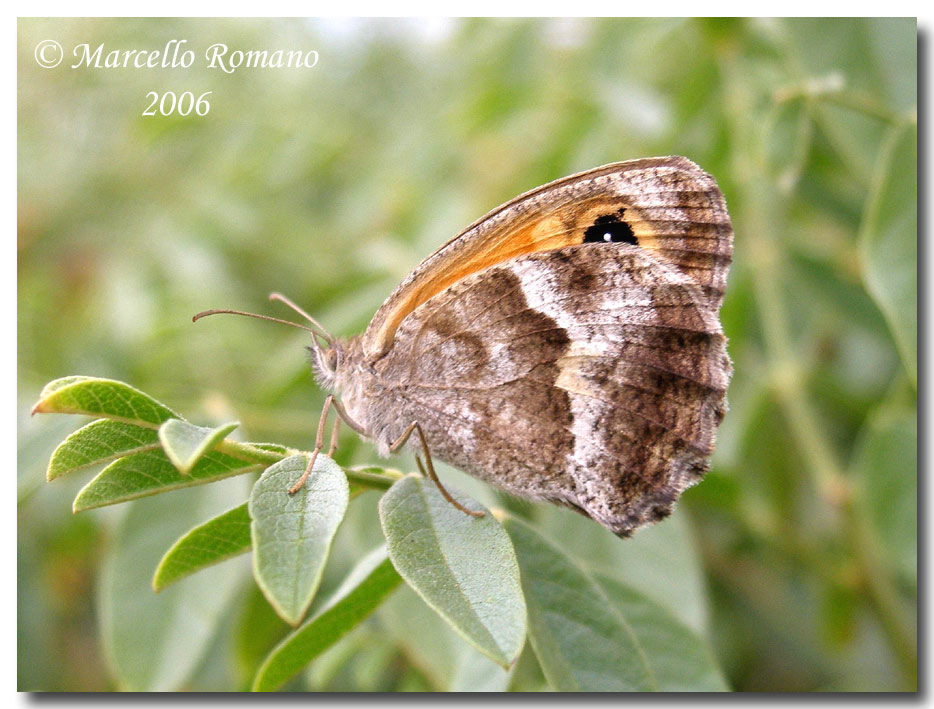 Prime visioni: 3. Pyronia cecilia (Lepidoptera, Satyridae)